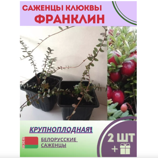 Клюква садовая «Франклин»