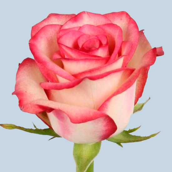 Роза 60 см (Джумилия)