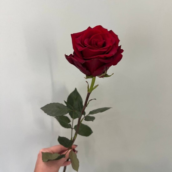 Роза «Эксплорер»