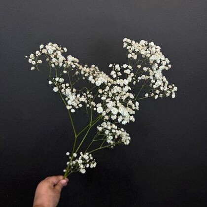 Белая гипсофилла