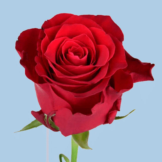 Красная роза 40 см