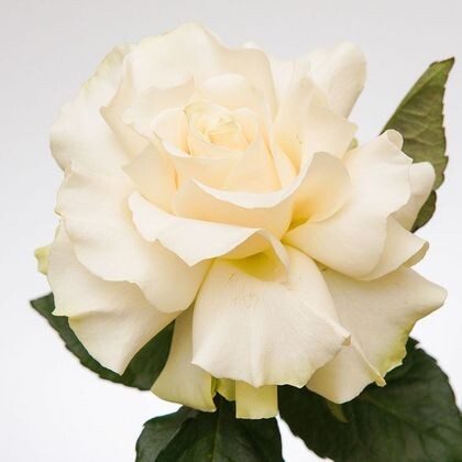 Белая французская роза 60 см