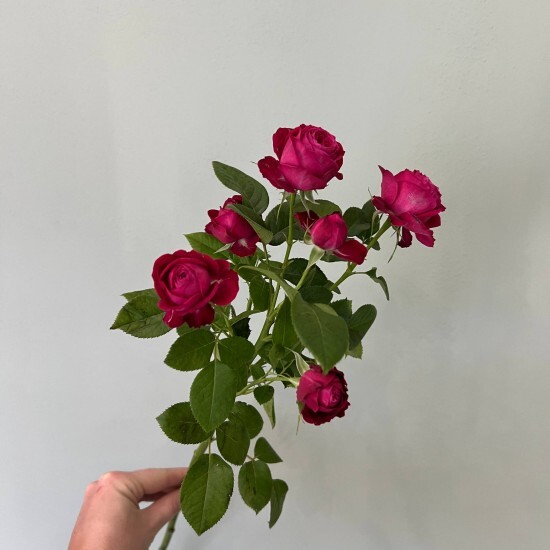 Роза «Дима бомбастик»