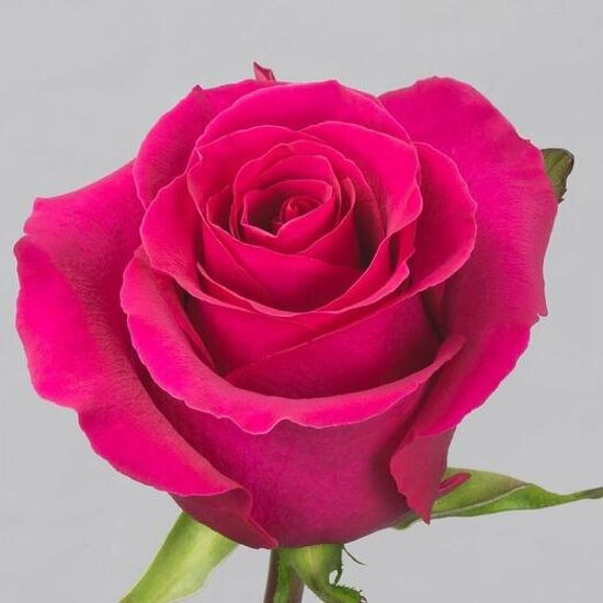 Малиновая роза 60 см (э)