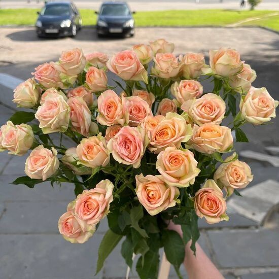 9 куст. роз (Крем Грация) в пачке