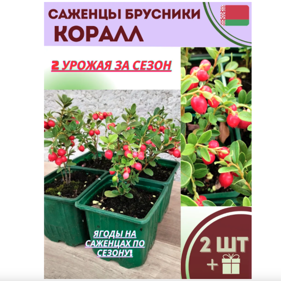 Брусника саженцы «Коралл»