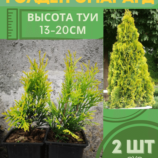 Туя саженец западная конусовидная Голден Смарагд  2шт (р9)
