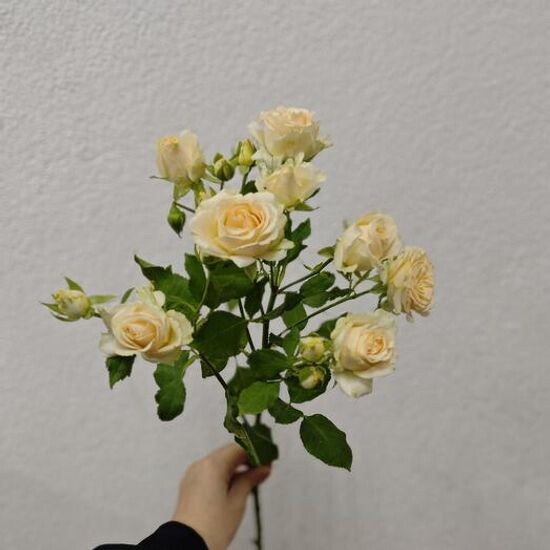 Роза кустовая (Крем Грация)