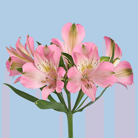 Альстрёмерия (розовая)