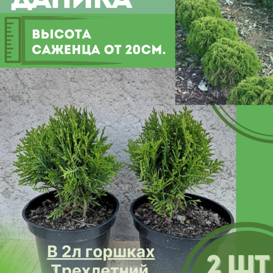 Туя саженец западная Даника шаровидная 2шт (с2)