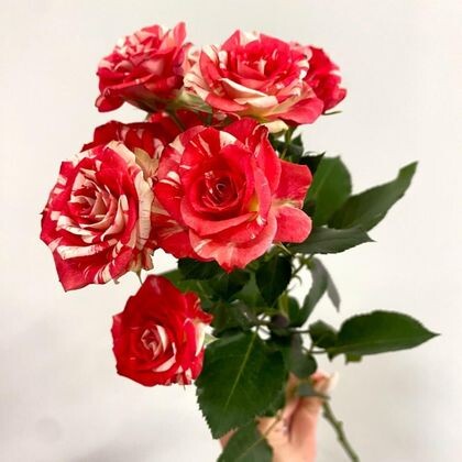 Кустовая роза фаервокс 60 см