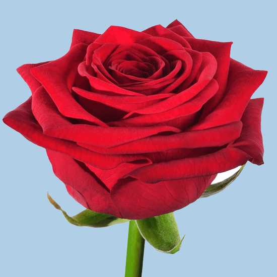 Роза 40 см (Ред Наоми)