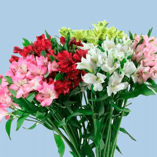 Альстрёмерия (в ассортименте)