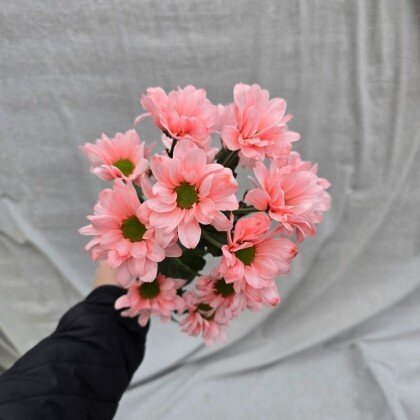 Хризантема Ромашка Розовая