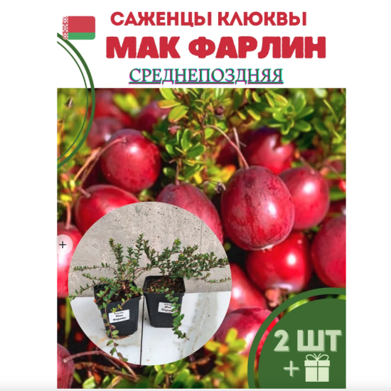 Клюква садовая «Мак Фарлин»