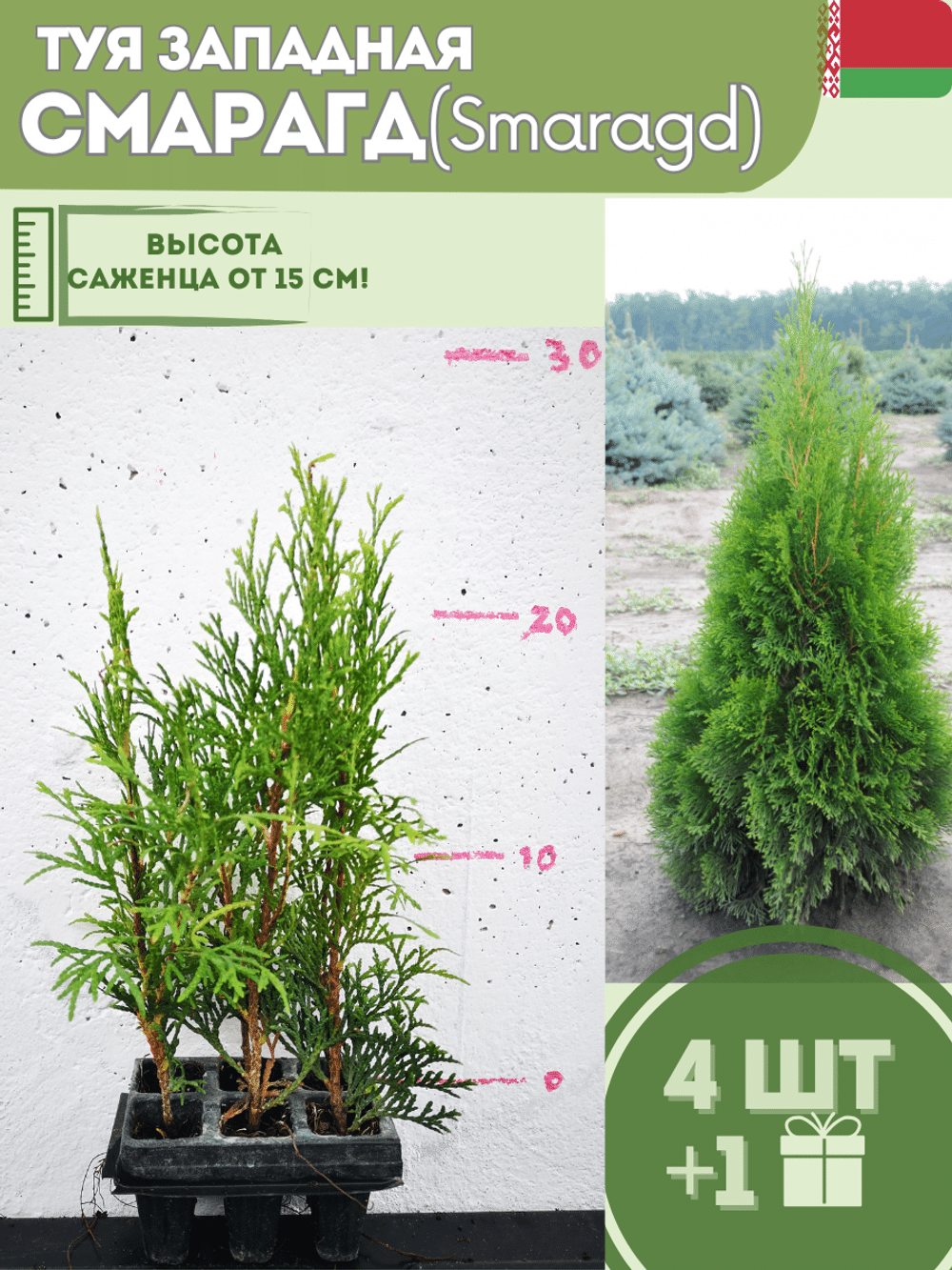 Туя саженец западная конусовидная Смарагд  4шт (кассета)