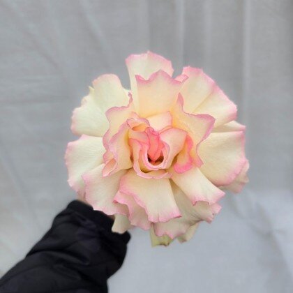 Французских Роза «Esperance»