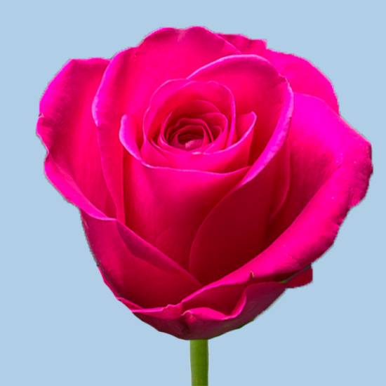 Роза 50 см (малиновая)