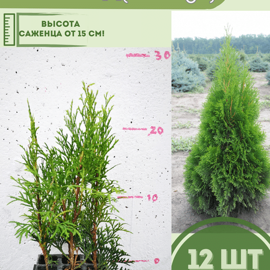 Туя саженец западная конусовидная Смарагд  12шт (кассета)