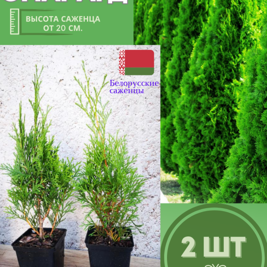 Туя саженец западная конусовидная Смарагд  2шт (р9)