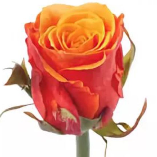 Роза 40 см (оранжевая)