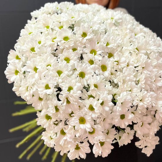 51 хризантема (Кеннеди)