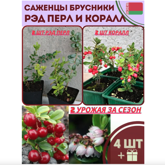 Набор саженцев брусники «Рэд Перл» и «Коралл»