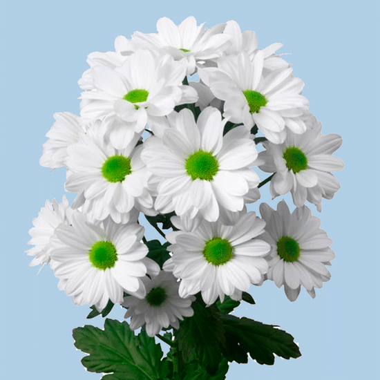 Хризантема (Кеннеди)