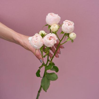 Кустовая пионовидная роза Мэнсфилд Парк 60 см