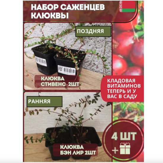 Клюква садовая «Стивенс»