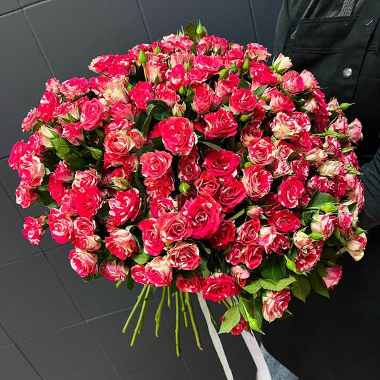 51 куст. роз (бело-красные) с лентой