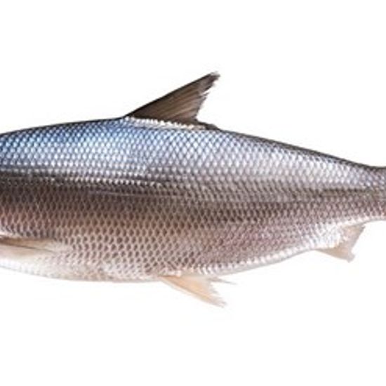 Молочная рыба (Ханос) неразделанная