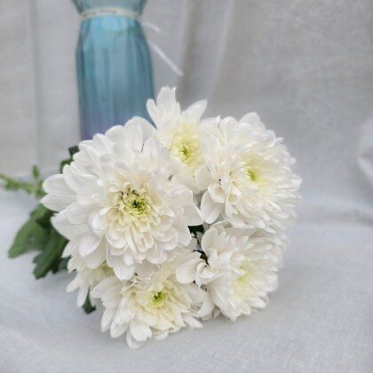 Хризантема Балтика Белая