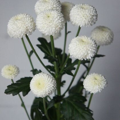 Хризантема Ньютон