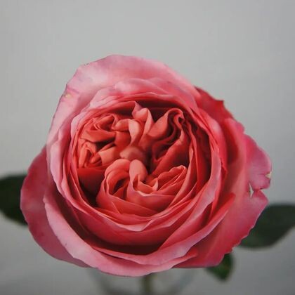 Пионовидная роза Pink Expression