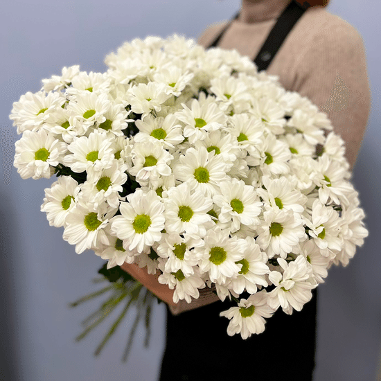 15 хризантем (Кеннеди)