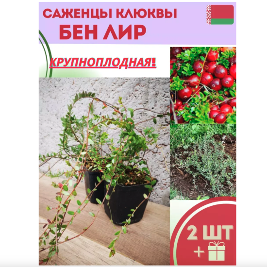 Клюква садовая «БэнЛир»