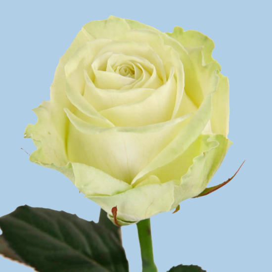 Роза 50 см (Аваланш)