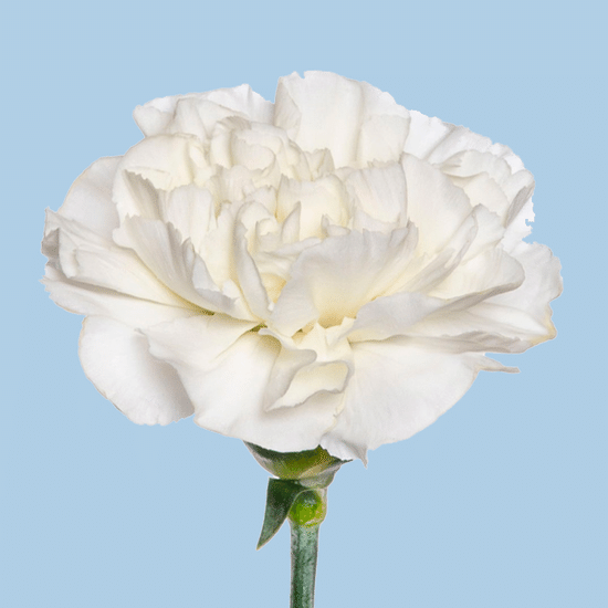 Диантус (белый)