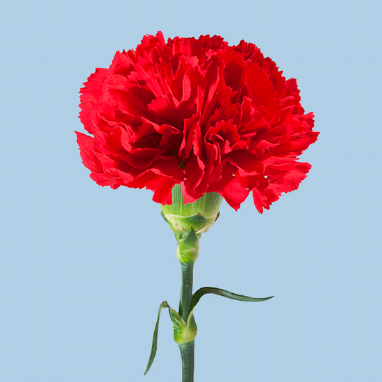 Диантус (красный)