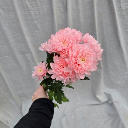 Хризантема Балтика Розовая