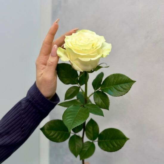 Роза белая Эквадор 60 см