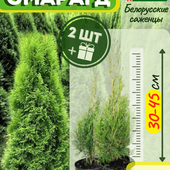 Туя саженец западная конусовидная Смарагд  2 шт (с2)