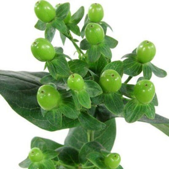 гиперикум зеленый /КИТАЙ/