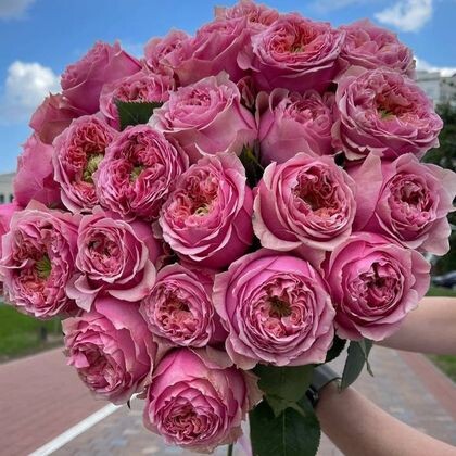 Pink monster 50см