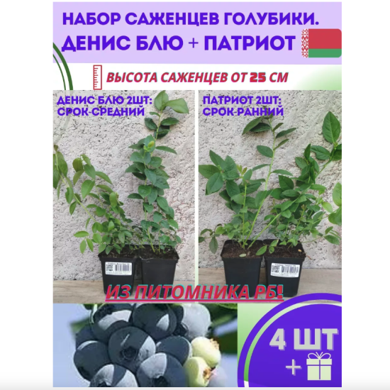 Голубика «ДенисБлю» 2шт и «Патриот» 2шт