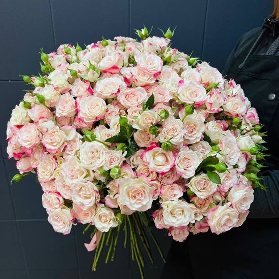 51 куст. роз (бело-розовые) с лентой
