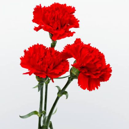 Красная гвоздика кустовая