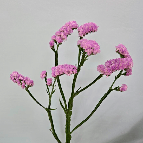 Статица (сиреневая)