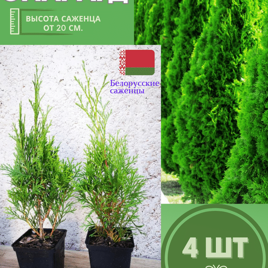 Туя саженец западная конусовидная Смарагд  4шт (р9)
